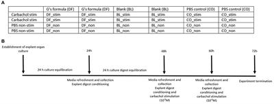 Gastrin and Nitric Oxide Production in Cultured Gastric Antral Mucosa Are Altered in Response to a Gastric Digest of a Dietary Supplement